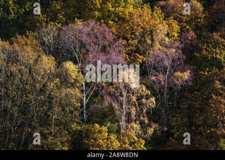 Couleurs d'automne dans le paysag, Coulourful arbres forestiers en anglais campagne près de Shotley Bridge sur la frontière de Northumberland et Durham County Banque D'Images