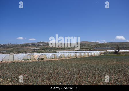 Gamme de serres tunnel plastique champ avec de jeunes légumes en face contre un ciel bleu. Banque D'Images