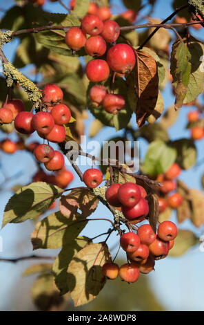 Malus sylvestris - pomme de crabe Banque D'Images