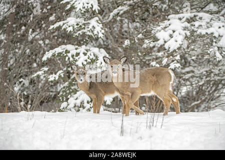 Le cerf de Virginie (Odocoileus virginianus) sur les faons jumeaux un jour de neige. L'Acadia National Park, Maine, USA. Banque D'Images