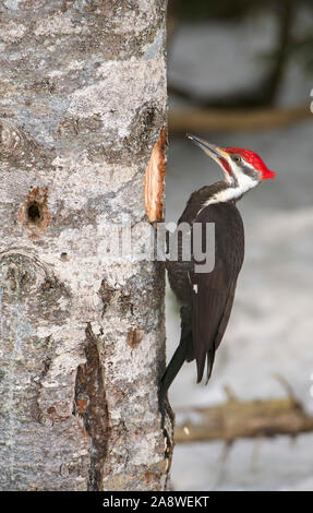 Grand Pic (Dryocopus pileatus) se nourrir dans l'Acadia National Par, Maine, USA. Banque D'Images