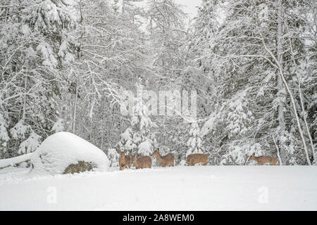 Le cerf de Virginie (Odocoileus virginianus) à l'étranger pendant un blizzard. L'Acadia National Park, Maine, USA. Banque D'Images