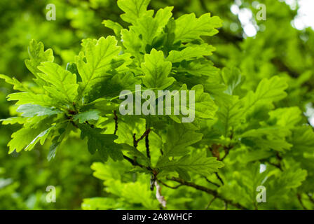 Vue rapprochée de l'arbre feuilles chêne anglais Banque D'Images