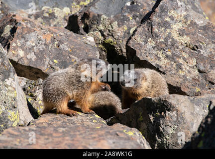 À ventre jaune (Marmota flaviventris). Les bébés à jouer. Le Parc National de Yellowstone, Wyoming, USA. Banque D'Images