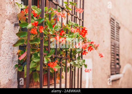 Grille métallique sur la vitre dans une vieille maison en pierre avec un pot de fleur sur le rebord Banque D'Images