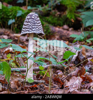 Coprinopsis Picacea toxiques magnifique, Magpie champignon. Banque D'Images