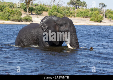 Grand African elephant Loxodonta africana qui sortent d'une baignade dans la rivière Chobe au Botswana, l'Afrique. Banque D'Images