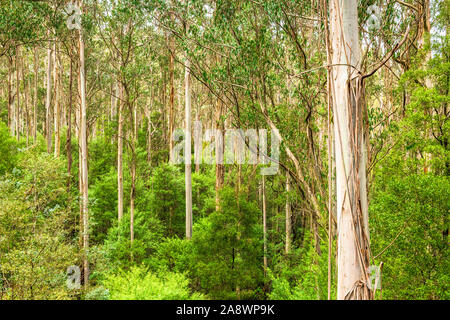 Les arbres géants Eucalyptus regnans, connu sous le nom de mountain ash, marais, ou la gomme filandreux, est une espèce d'Eucalyptus à grande Otway National Park. Banque D'Images