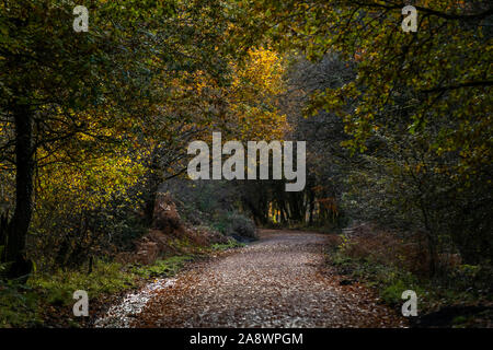 Ancienne ligne de chemin de fer maintenant un cycle familial et sentier pédestre. Forêt de Dean, Cannop étangs, Gloucestershire. L'automne Banque D'Images