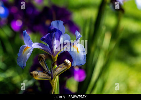 Close up de belles fleurs d'iris bleu et jaune Banque D'Images