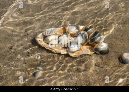 Les coques sous l'eau courante sur des fonds marins - espèces de palourdes de mer comestibles Banque D'Images