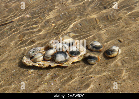 Les coques sous l'eau courante sur des fonds marins - espèces de palourdes de mer comestibles Banque D'Images