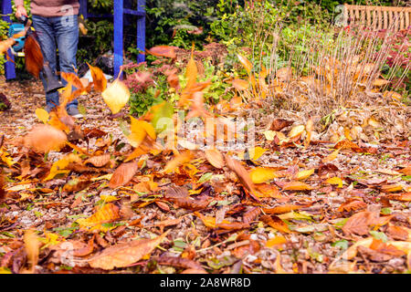 Jardinier utilisant un souffleur à essence soufflant et défrichant les feuilles d'automne de la voie de cour de jardin Banque D'Images