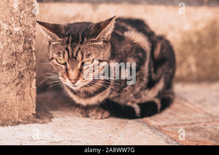 Un beau chat svelte est assis pacifiquement sur la rue Banque D'Images