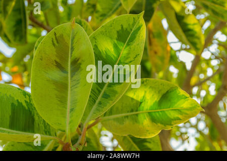 Close up of Ficus benjamina feuilles, communément connu sous le nom de Benjamin, pleurant fig fig[ ou ficus. Nature plante arrière-plan. Banque D'Images