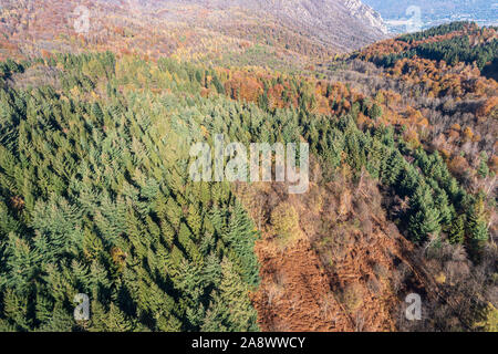 Forêt de pins, elevated view, Alpes Italiennes Banque D'Images