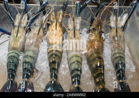 Rivière fraîche gambas ou crevettes géantes sur la glace de vendre au marché. Banque D'Images