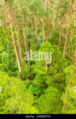 Les arbres géants Eucalyptus regnans, connu sous le nom de mountain ash, marais, ou la gomme filandreux, est une espèce d'Eucalyptus à grande Otway National Park. Banque D'Images