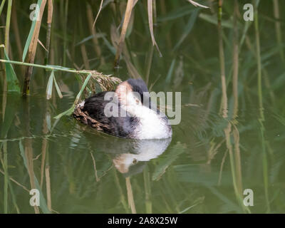 Grèbe huppé Podiceps cristatus, adultes et de se percher, flottant à côté de l'eau à reed, Pays-Bas Banque D'Images