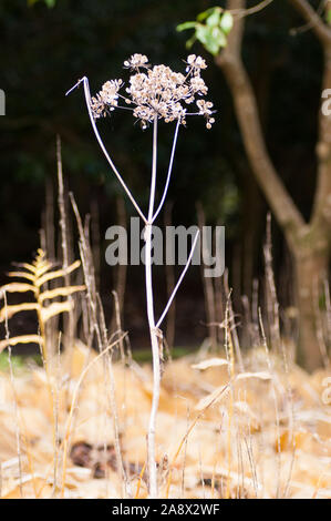Cow parsley seed head Banque D'Images