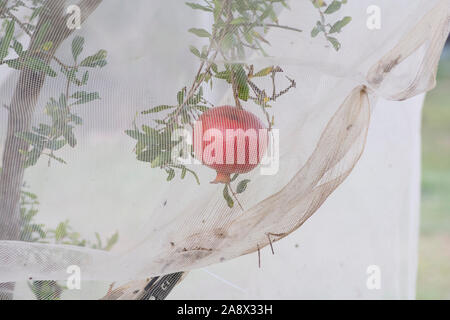 Filet de protection contre les oiseaux pour la Grenade Punica granatum) fruits, empêchant les oiseaux et insectes nuisibles d'endommager les fruits Banque D'Images