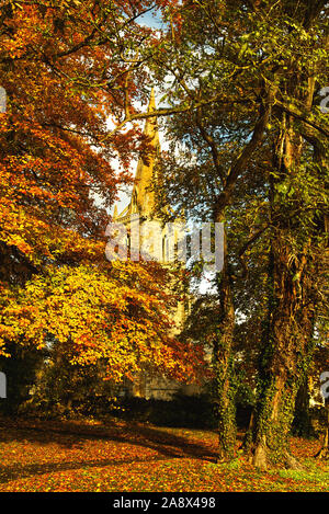 Tour et clocher de l'église St Pierre, Sharnbrook, Bedfordshire, Royaume-Uni, entouré par les arbres dans leurs couleurs d'automne Banque D'Images