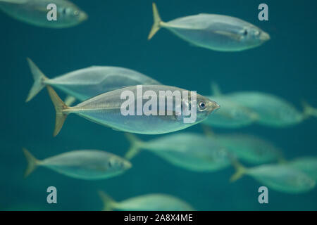 Holzmakrele, Stöcker, Suri, Pferdemakrele Schildmakrele Bastardmakrele,,,,, Schwarmfisch Fischschwarm Schwarm, Shoal, swarm, Trachurus trachurus, Atla Banque D'Images