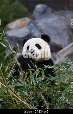 Un panda géant mange le bambou Banque D'Images