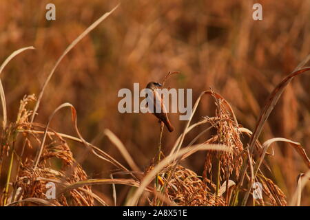 Un mineur scaly-breasted munia munia ou tachetée (Lonchura punctulata) est assis sur une gerbe de paddy, campagne de l'ouest du Bengale en Inde Banque D'Images