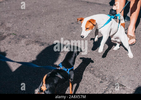 Le collier et laisse chien donner à bondir sur le deuxième chien Banque D'Images