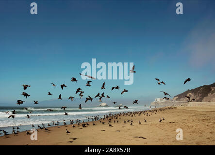 Les oiseaux voleront sur Ocean Beach, San Francisco, Californie, USA. Sep 2019 Banque D'Images
