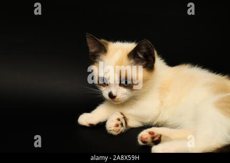 Mignon chaton blanc avec les oreilles marron, British Shorthair, se trouve sur un fond noir. Petit beau chat aux yeux bleus, charmant animal Banque D'Images