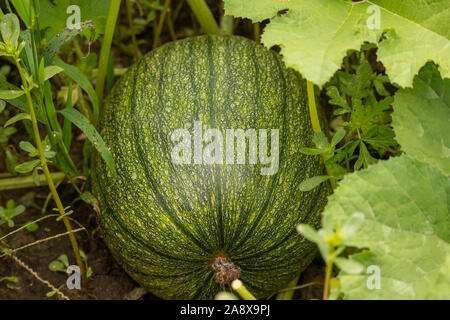 Citrouilles coloré dans la citrouille Banque D'Images