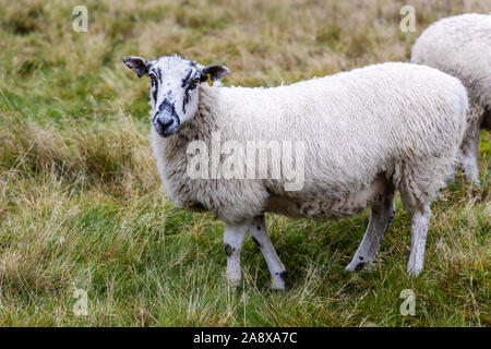 Curieux face mouchetée des moutons paissant dans un champ. Banque D'Images