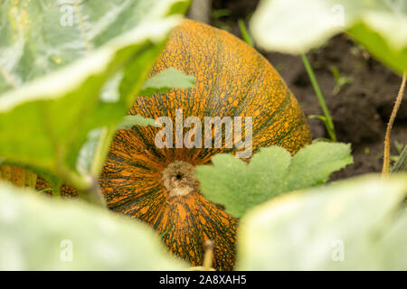 Citrouilles coloré dans la citrouille Banque D'Images