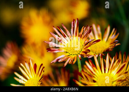 Fleur de flou artistique sur fond floral brouillée, botanical image avec des couleurs vives et de copier du texte pour l'espace Banque D'Images