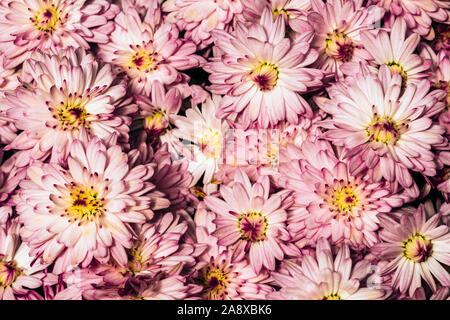Arrière-plan de botanique fleurs d'automne rose flou artistique, la décoration florale avec la technique mise au point sélective Banque D'Images