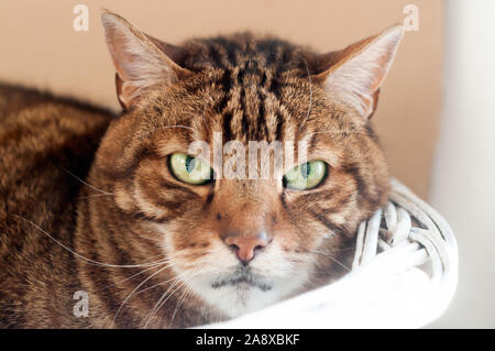 Close up of a Beautiful cat rayures adultes, portant sur un panier blanc regardant droit dans la caméra. Banque D'Images