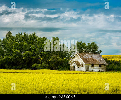 Champ de canola avec une maison de ferme d'abandon canadien Prairies, Alberta, Canada Banque D'Images