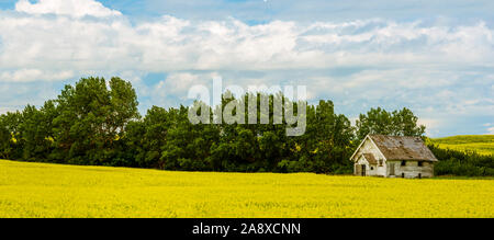 Vue panoramique de l'abandon Homestead House dans un champ de canola, Alberta, Canada. Banque D'Images