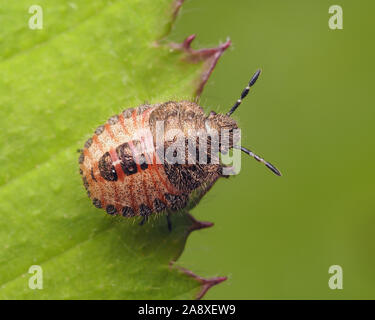 Hairy Shieldbug (nymphe Dolycoris baccarum) perché sur la feuille. Tipperary, Irlande Banque D'Images