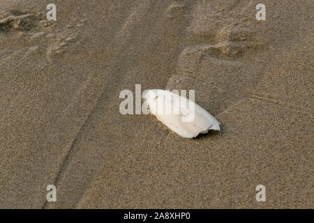 L'os de seiche est échoué sur une plage de sable Banque D'Images