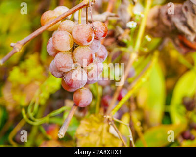 Gros raisins. Close-up d'un grand tas de raisins rouges mûres Verico croissant sur une vigne dans la lumière du soleil, l'une des variétés de raisin de table Banque D'Images