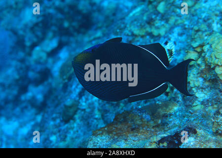 Black durgon triggerfish (Melichthys niger) sous l'eau dans la mer des caraïbes de Bonaire Banque D'Images