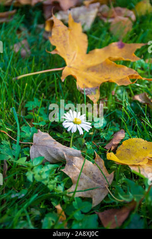 Petite marguerite blanche, oxeye daisy daisy ou chien, dans l'herbe verte en automne avec des feuilles jaunes, vertical Banque D'Images