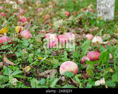 Pommes abandonnés sur l'herbe. Il n'y a pas de récolte de pommes. L'agriculture est fermé. Place pour l'écriture. Banque D'Images