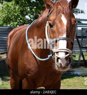 Portrait de beau quarter horse Banque D'Images