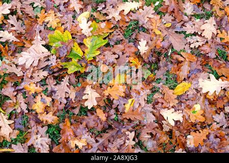 Close up des feuilles tombées d'un arbre chêne anglais sur un plancher de bois Banque D'Images