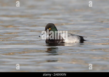 Le Petit Fuligule Drake Banque D'Images