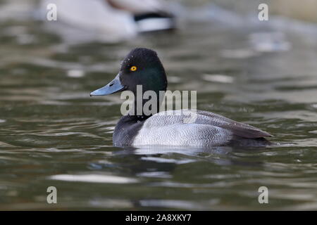 Le Petit Fuligule Drake Banque D'Images